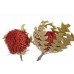 BANKSIA BAXTERII Red 12"-18" -OUT OF STOCK